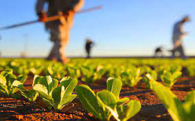 prime capital icredit credit agro